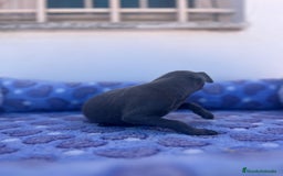 Whippet perros en venta: Whippet blue  - Imagen 3