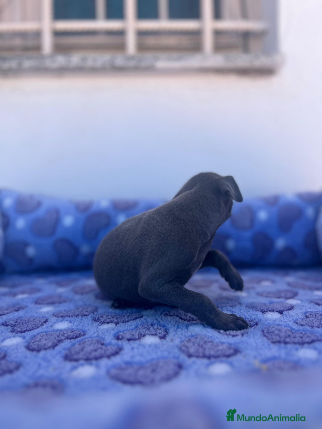 Whippet perros en venta: Whippet blue  - Imagen 3