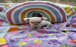 Chihuahua perros en venta: Chihuahua toy - Imagen 8