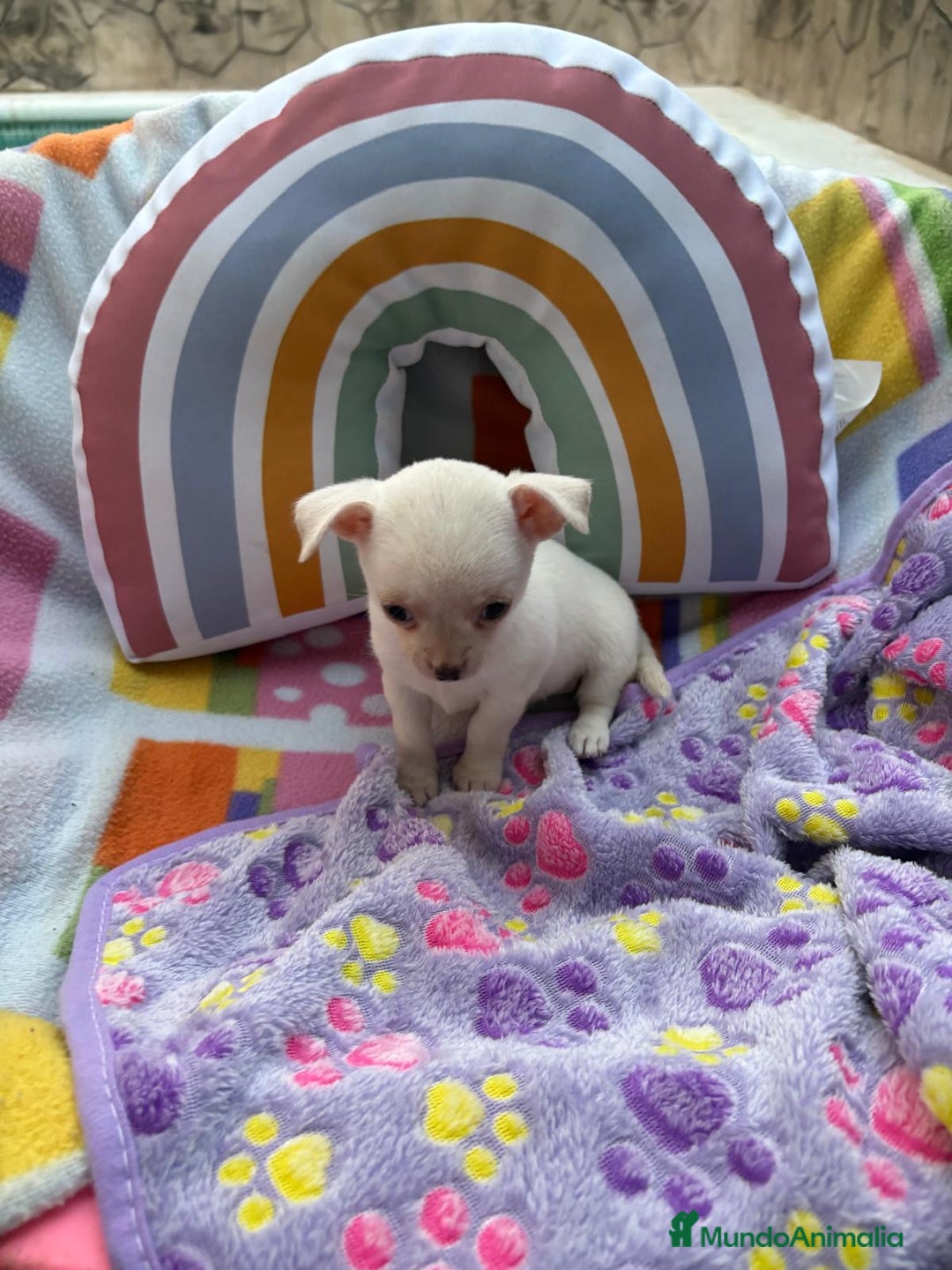 Chihuahua perros en venta: Chihuahua toy - Imagen 8