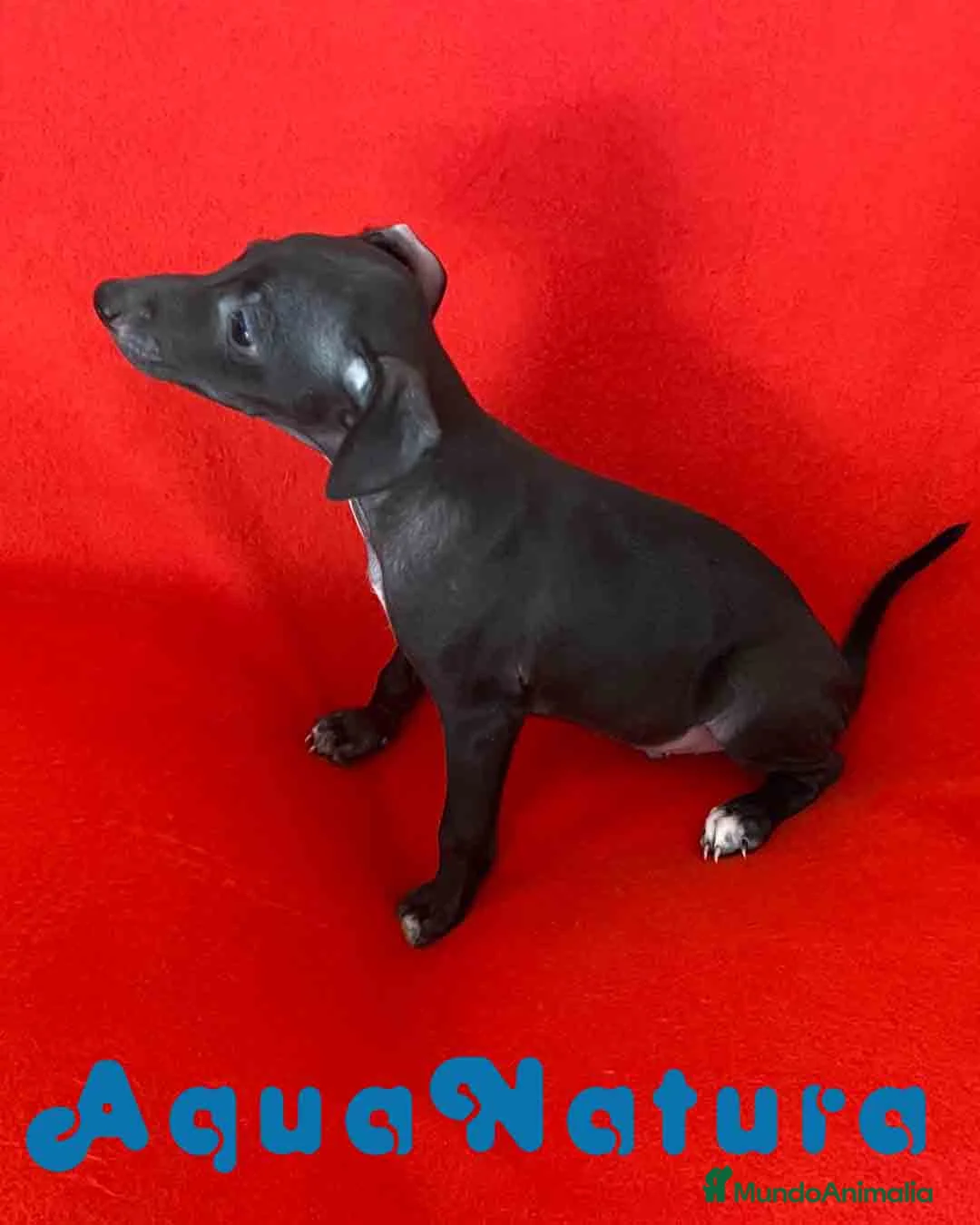 Pequeño Lebrel Italiano perros en venta: Lebrel Italiano Macho 7347 de BN - AQUANATURA en Barcelona - Anuncio 9