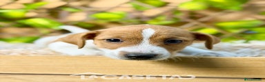 Jack Russell Terrier Cachorro 2294