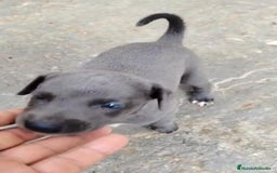 Whippet perros en venta: Whippet blue, isabela verdino - Imagen 26
