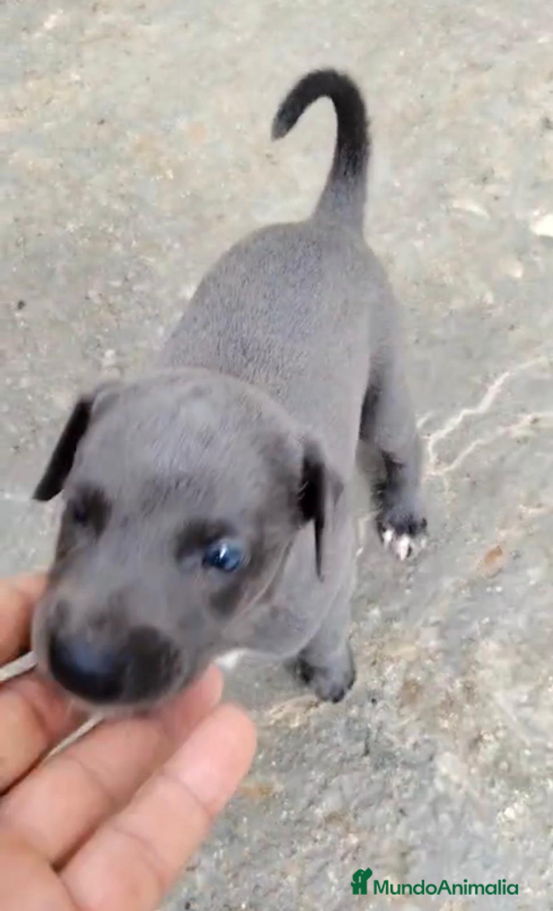 Whippet perros en venta: Whippet blue, isabela verdino - Imagen 26