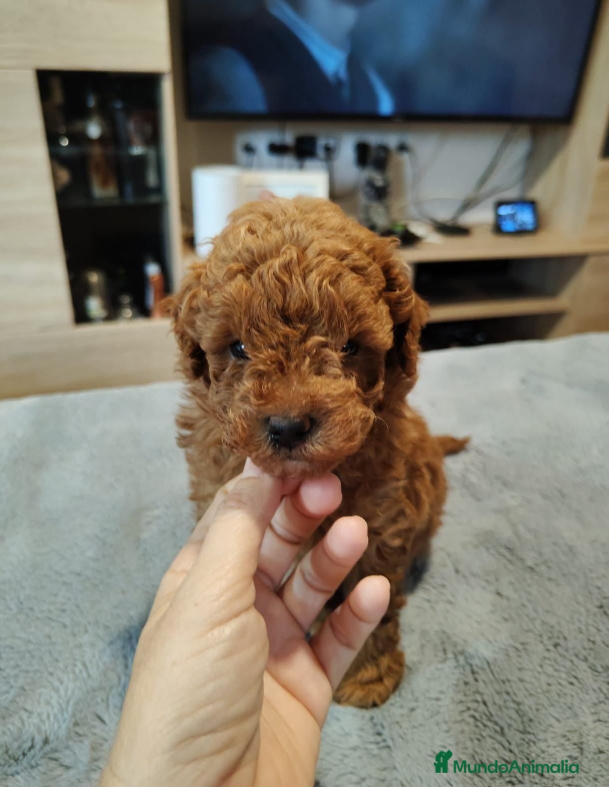 Caniche Toy perros Caniche toy  - Anuncio 1