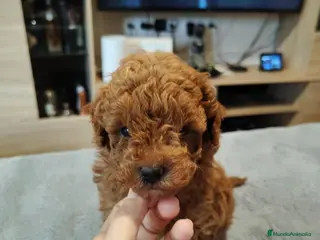 Caniche Toy perros Caniche toy - Anuncio 1