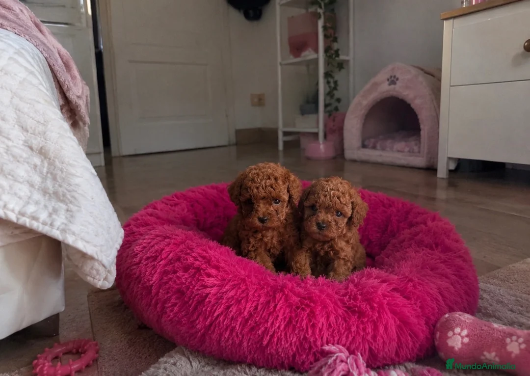 Caniche Toy perros en venta: Caniches TOY - Anuncio 3