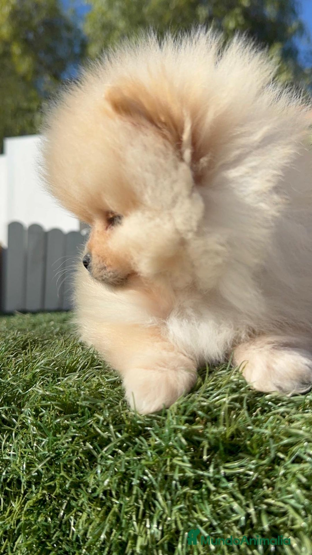 Pomerania perros en venta: POMERANIA CARA DE OSITO - Anuncio 15