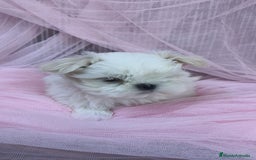 Bichón Maltés perros en venta: Coreano 💯 x 💯 Bichón maltes  - Anuncio 3