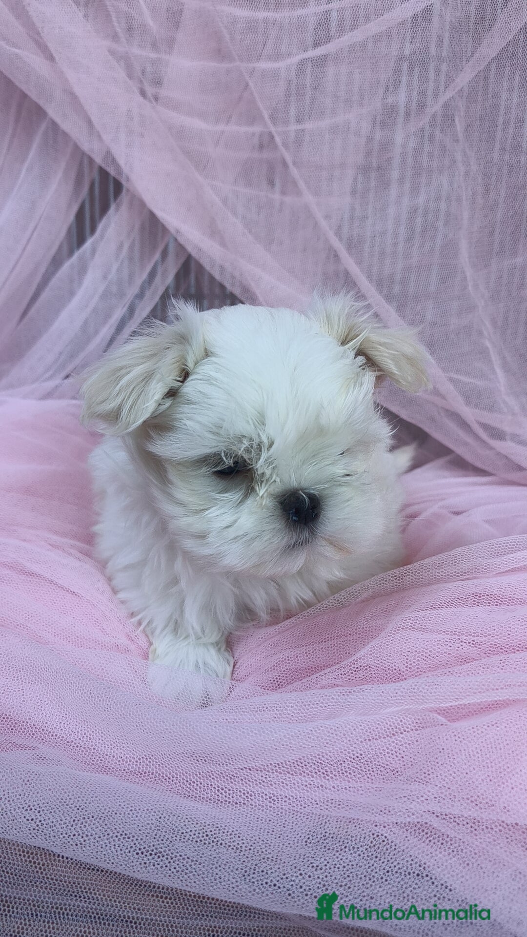 Bichón Maltés perros en venta: Coreano 💯 x 💯 Bichón maltes  - Anuncio 3