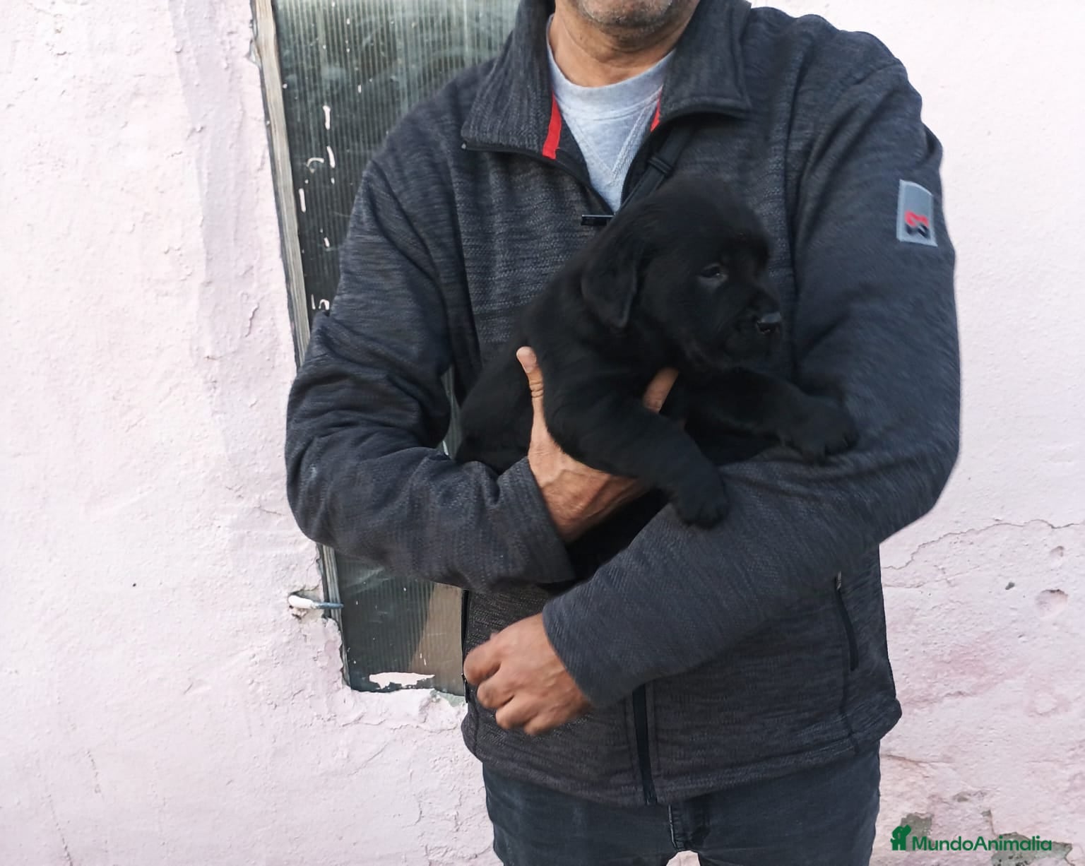 Labrador Retriever perros Cachorros de labrador negros en Segovia - Anuncio 1