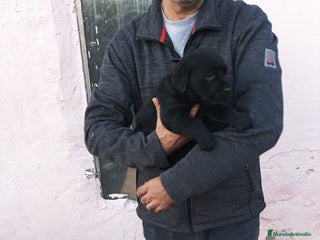Labrador Retriever perros en Segovia - Anuncio 4