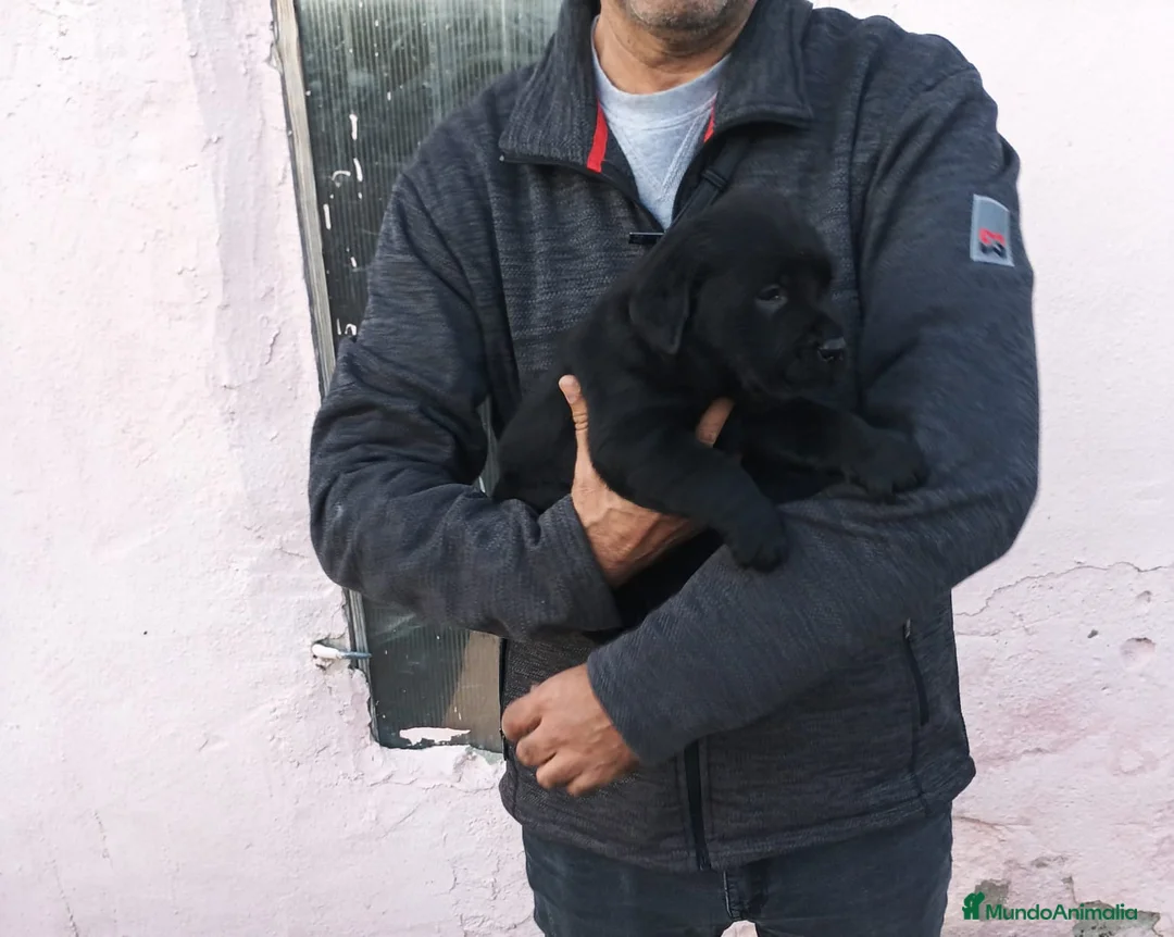Labrador Retriever perros en venta: Cachorros de labrador negros - Anuncio 1