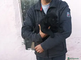 Labrador Retriever perros Cachorros de labrador negros - Anuncio 1