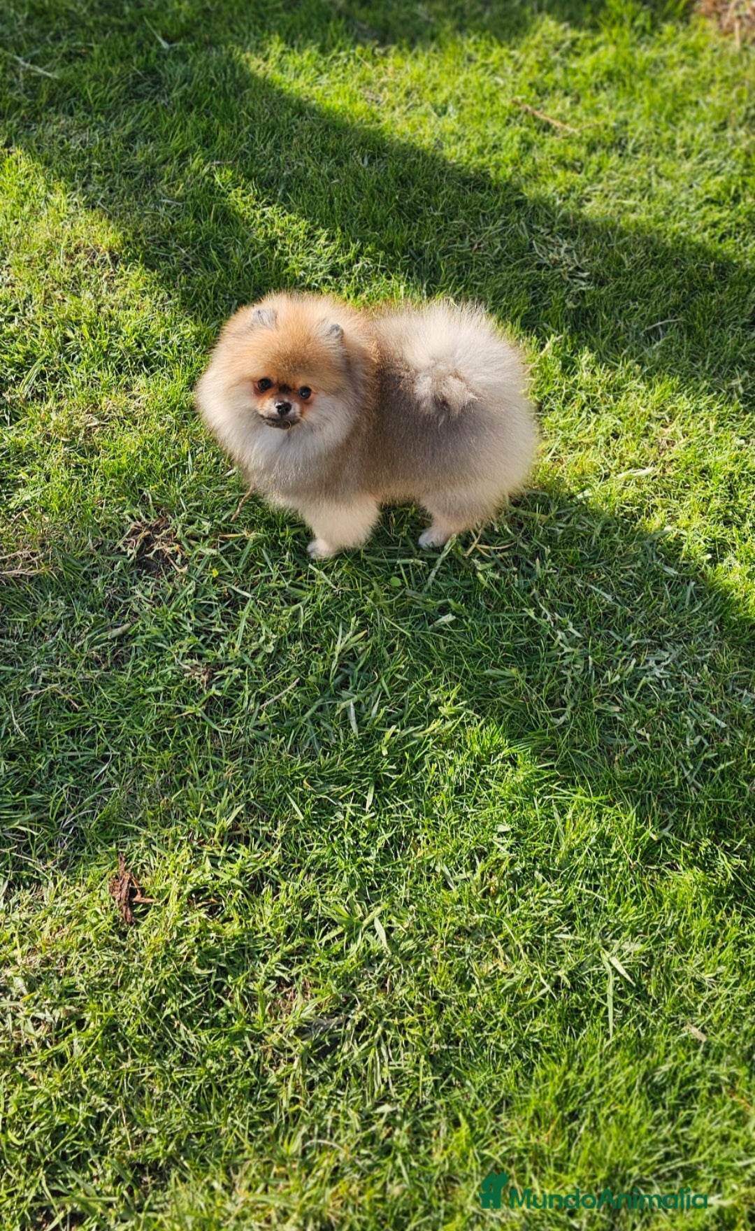 Pomerania perros Pomerania bellísimo  - Anuncio 24
