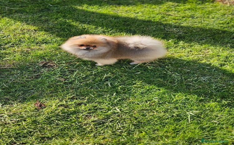 Pomerania perros Pomerania bellísimo  - Anuncio 2