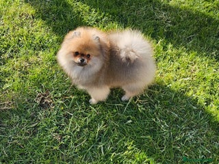 Pomerania perros Pomerania bellísimo - Anuncio 2