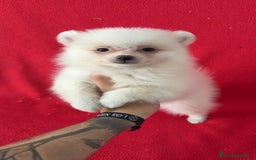 Pomerania perros en venta: Pomerania  - Imagen 1