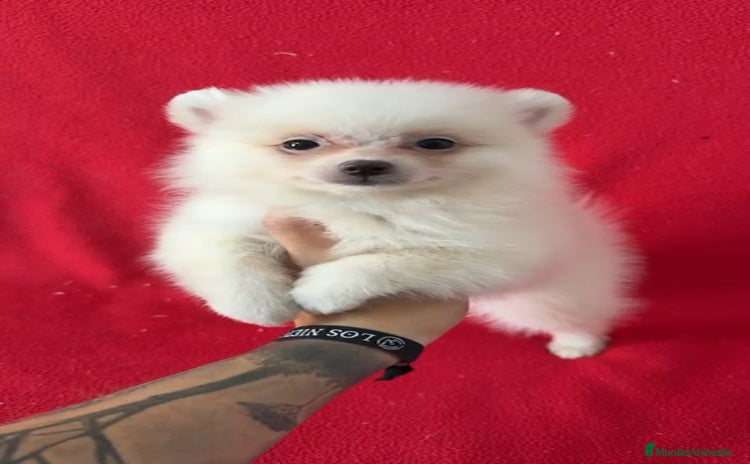 Pomerania perros - Anuncio 3