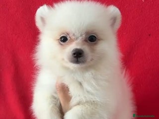 Pomerania perros - Anuncio 6