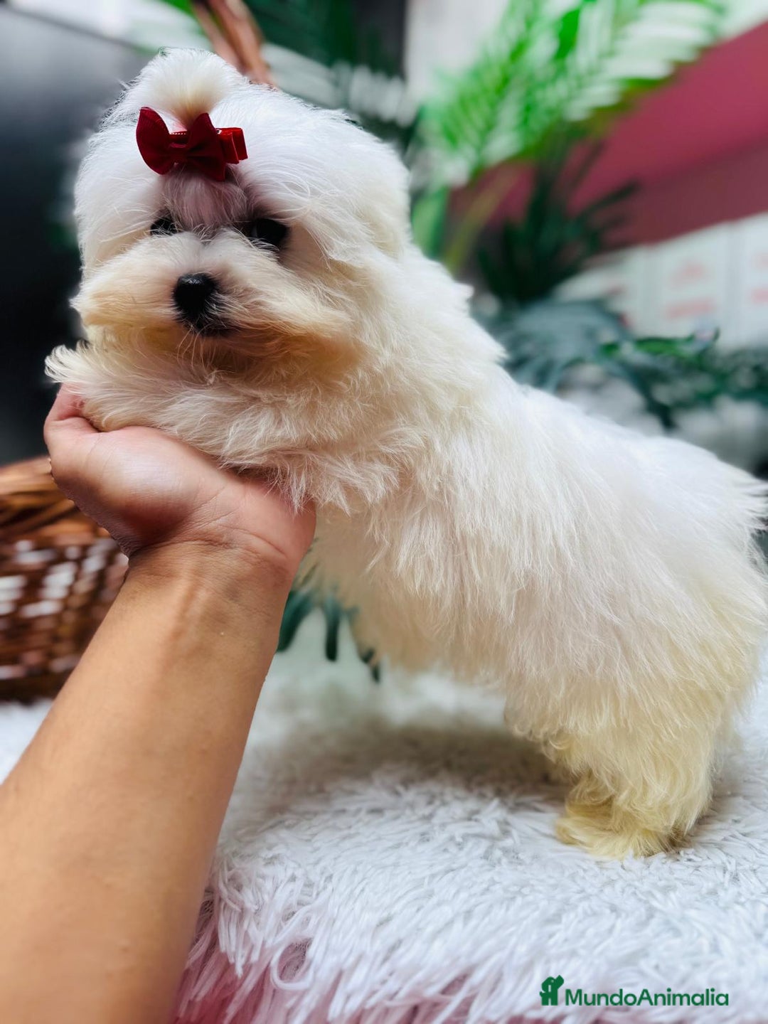 Bichón Maltés perros en venta: BICHON MALTES HEMBRA - Anuncio 3