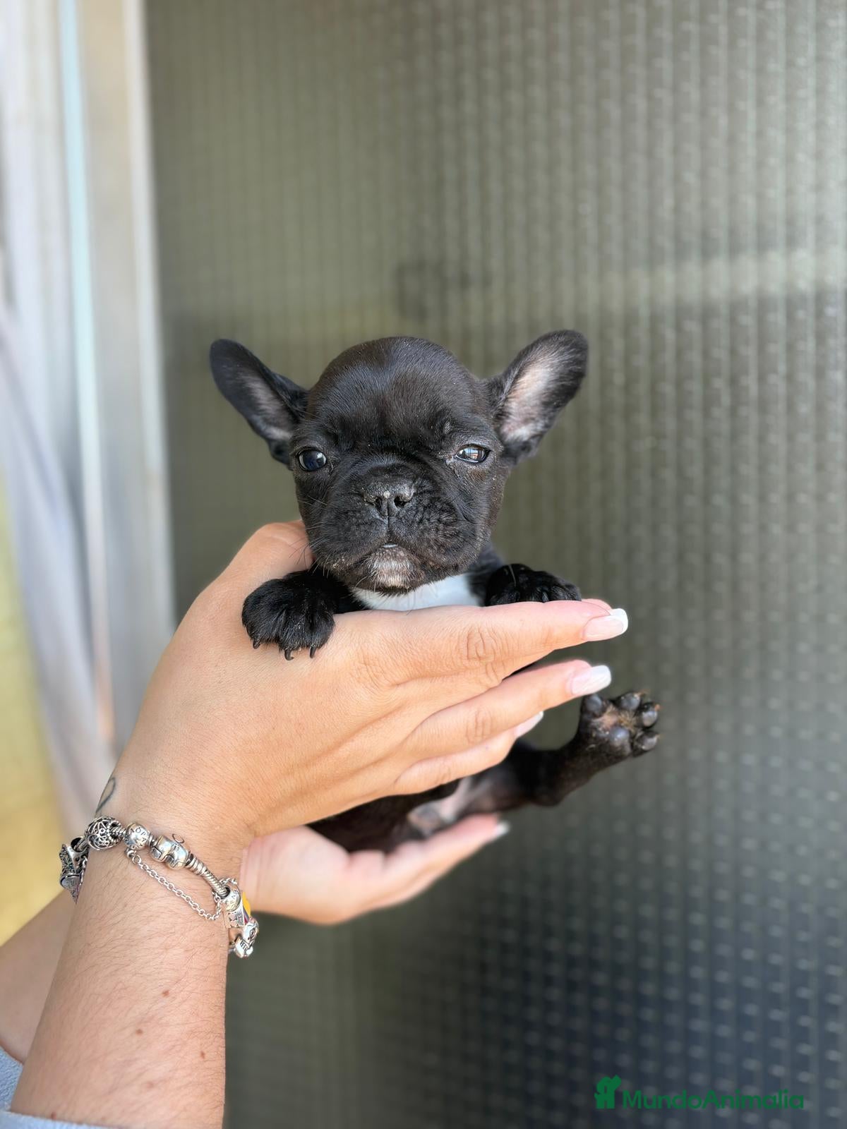 Bulldog Francés perros Bulldog francés  - Anuncio 3