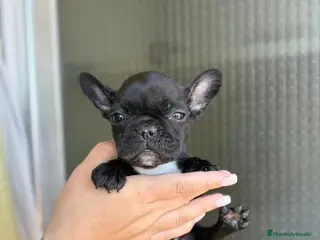 Bulldog Francés perros Bulldog francés - Anuncio 3