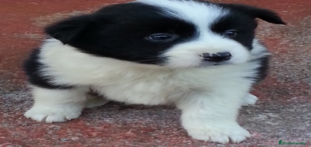 Imagen de galería {{count}}