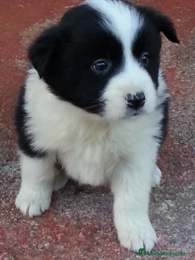 Imagen de galería {{count}}