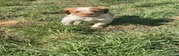 Épagneul Breton perros en venta: Epagneul bretón  en Teruel - Anuncio 14