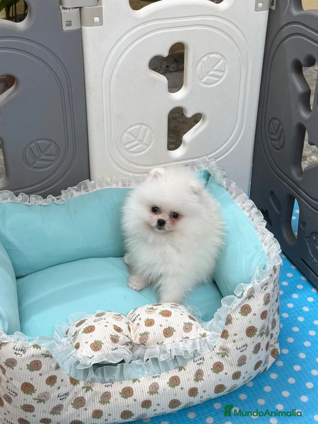 Pomerania perros en venta: Pomerania mini Toy  - Anuncio 2