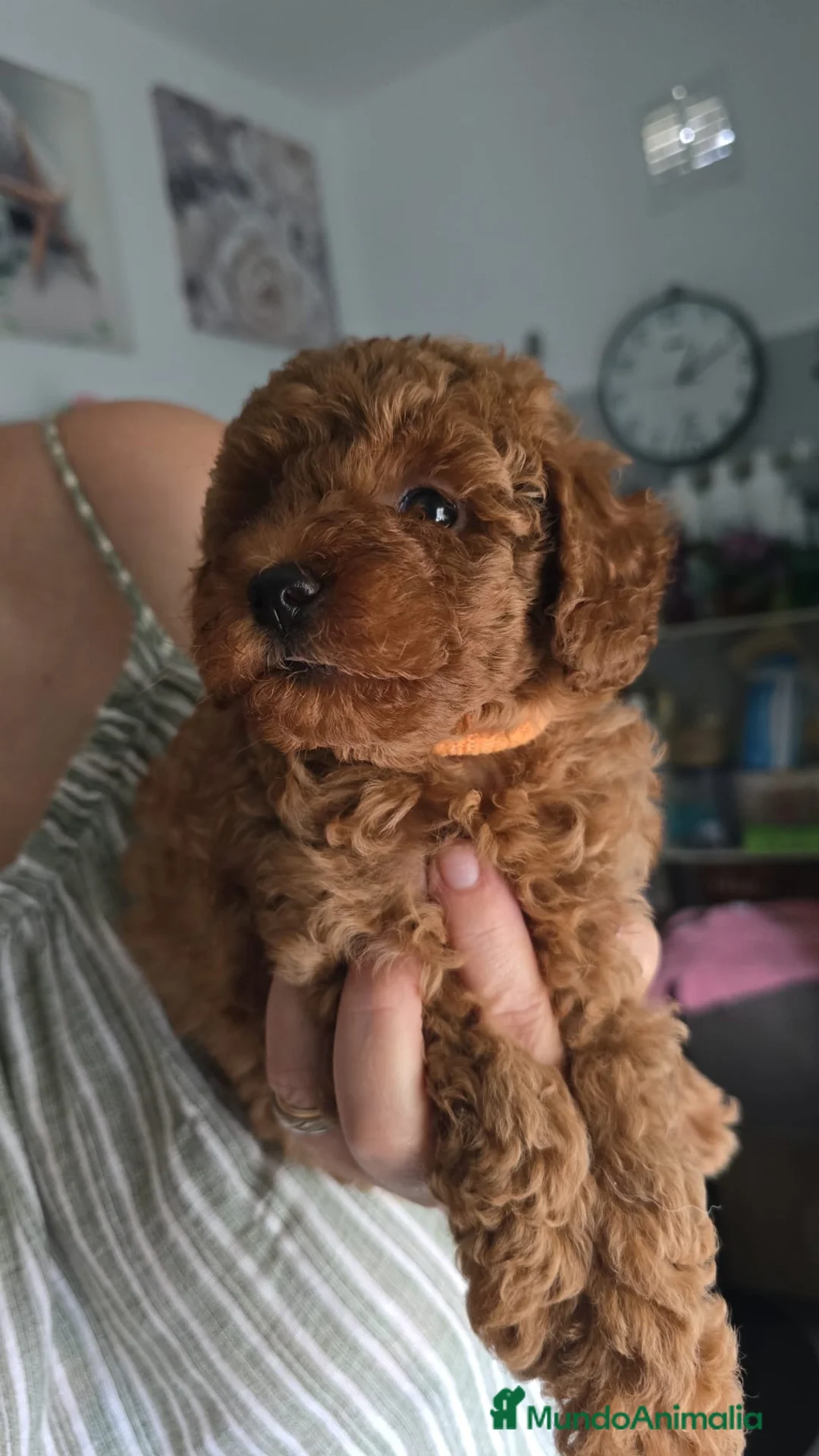 Caniche Toy perros en venta: Caniche - Anuncio 4