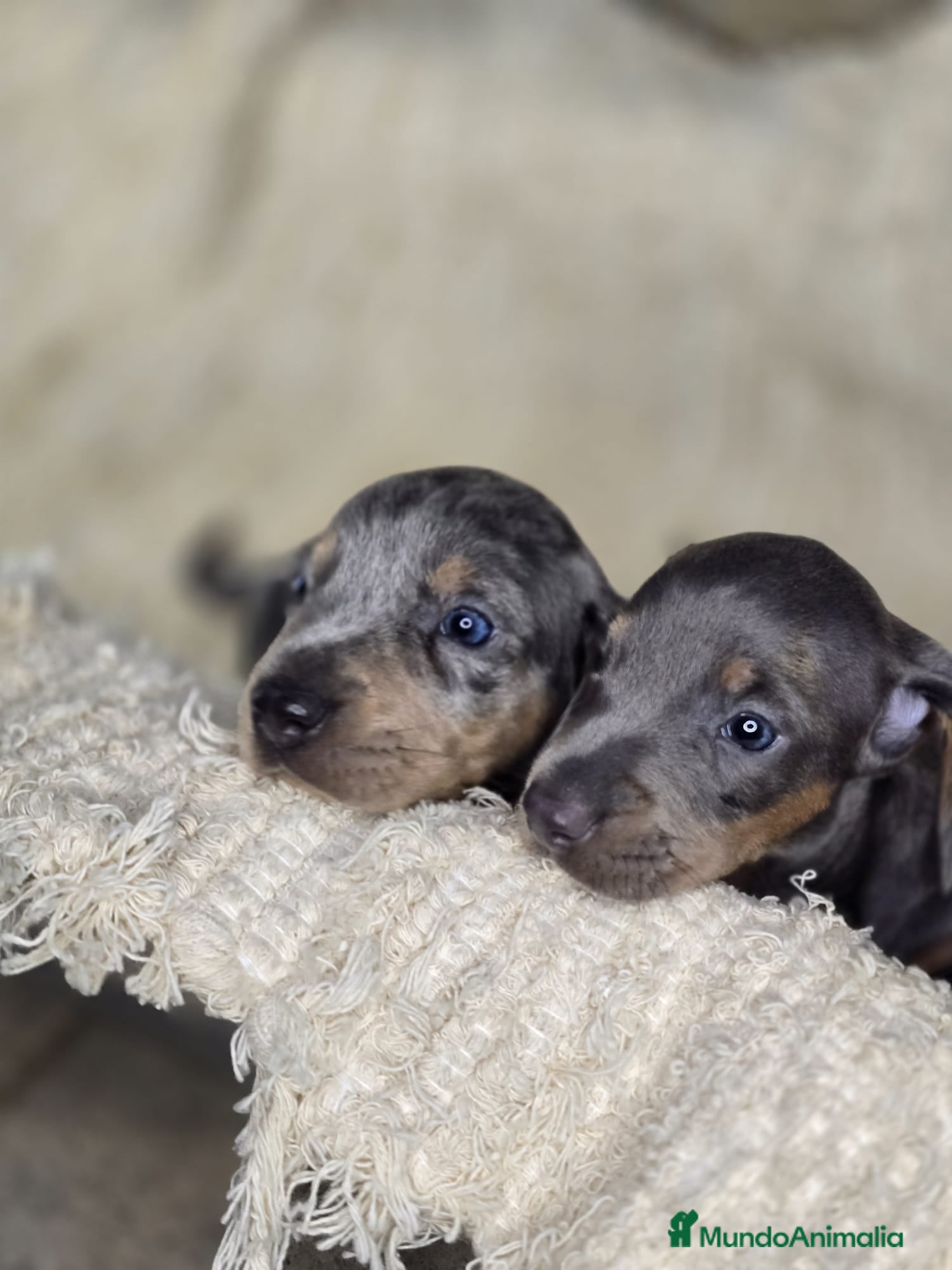 Teckel perros Teckel kanichen y miniatura. - Anuncio 2
