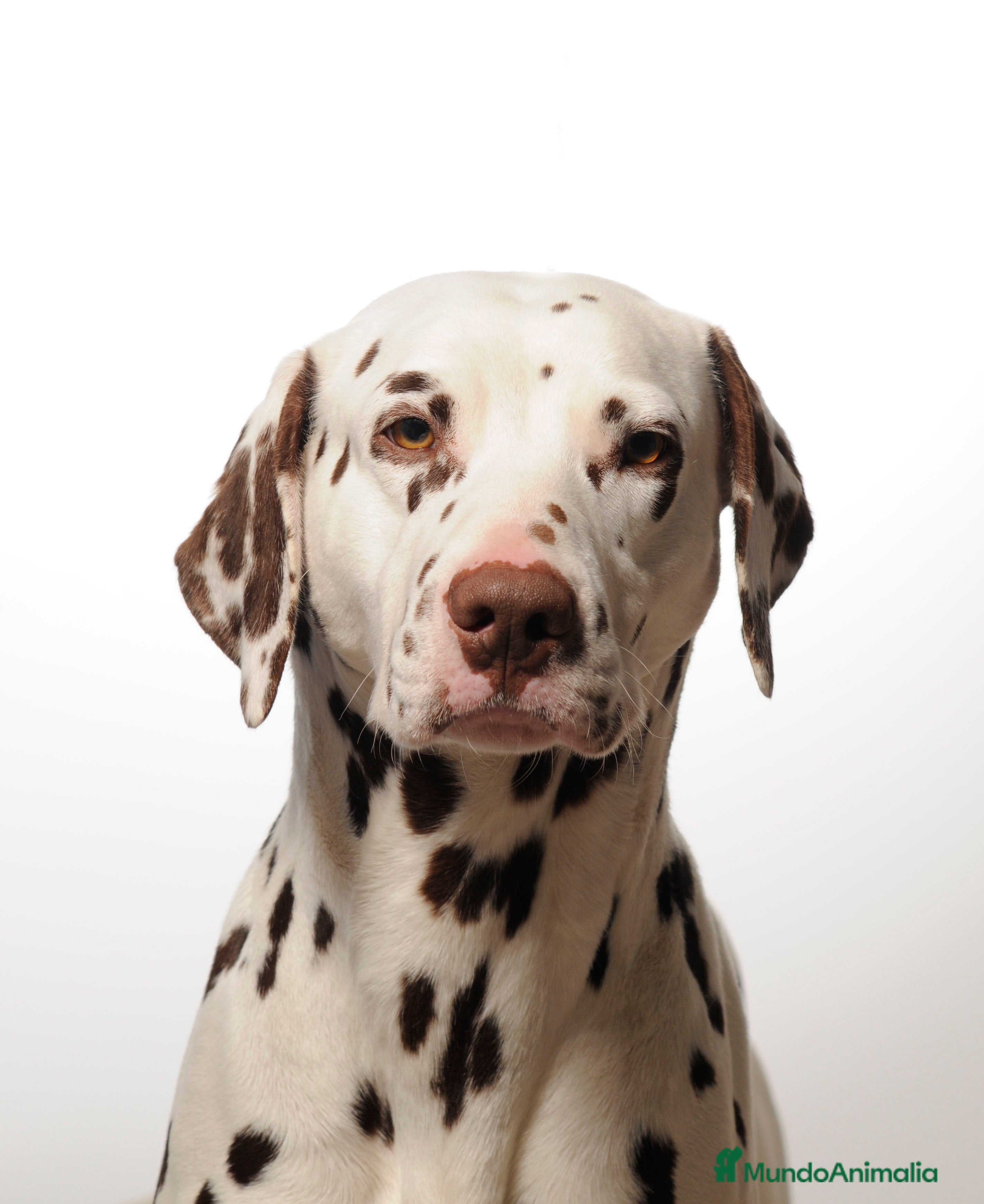 Dálmata perros dalmata macho para montas en Ciudad Real - Anuncio 26