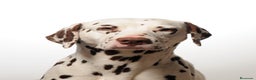 Dálmata perros para monta: dalmata macho para montas en Ciudad Real - Anuncio 1