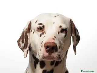 Dálmata perros dalmata macho para montas en Ciudad Real - Anuncio 2