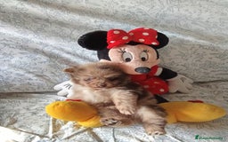 Pomerania perros en venta: Hembra y macho pomerania toys  - Imagen 3
