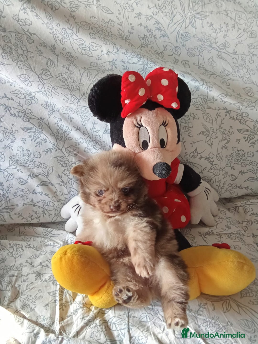 Pomerania perros en venta: Hembra y macho pomerania toys  - Imagen 3