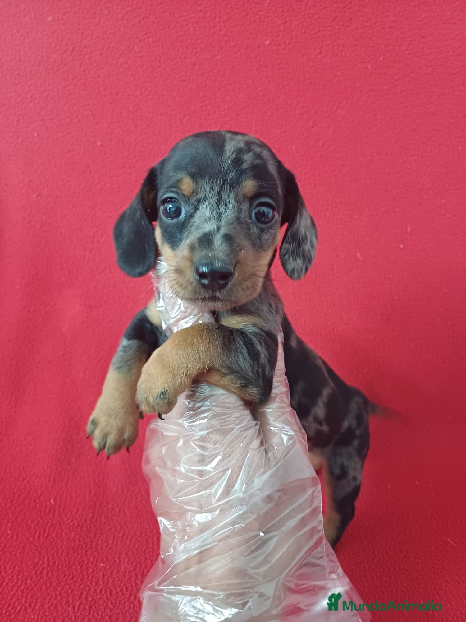 Teckel Miniatura perros Teckel Miniatura Arlequin  - Anuncio 18