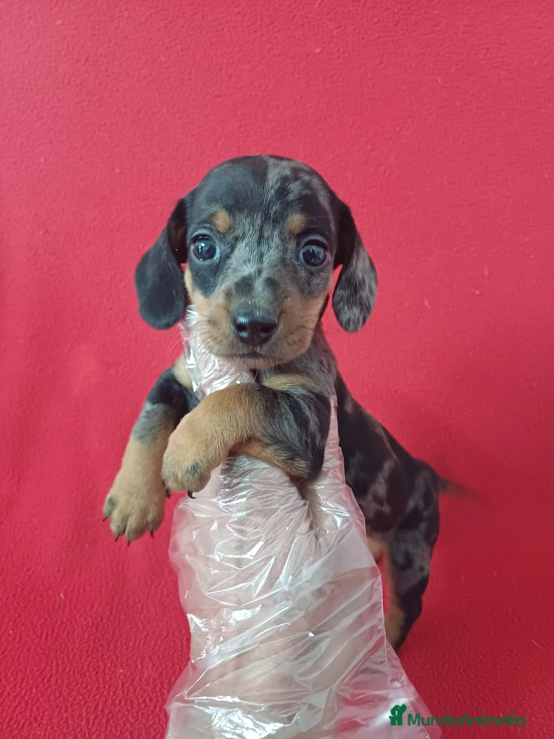 Teckel Miniatura perros en venta: Teckel Miniatura Arlequin  - Anuncio 1