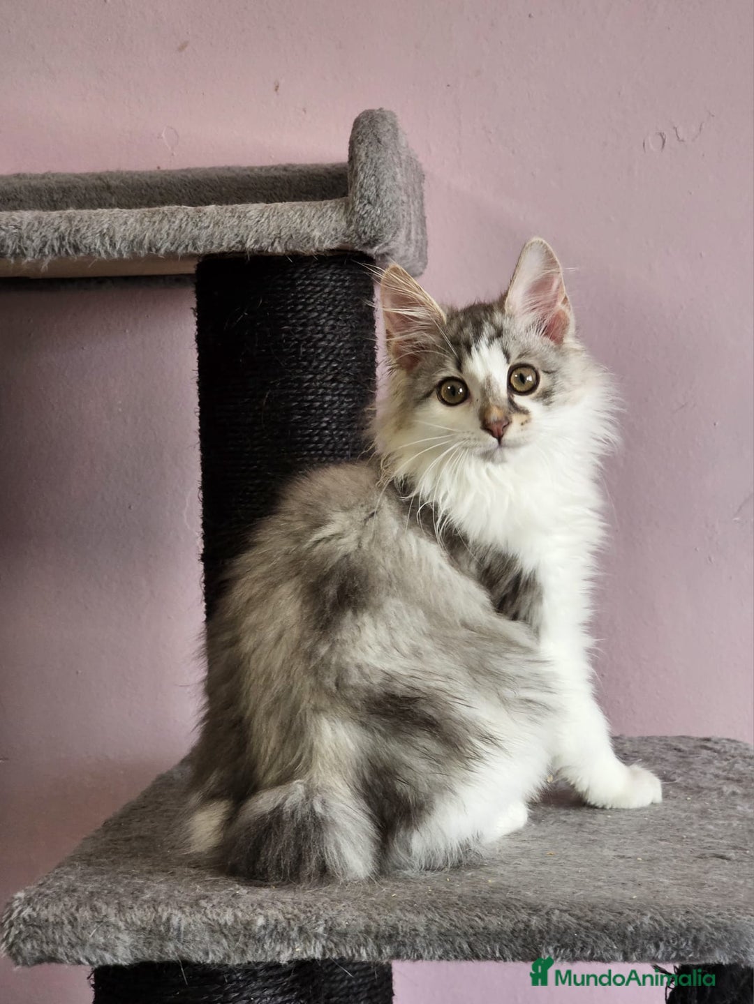 Kurilean Bobtail de Pelo Largo gatos en venta: Kurilian Macho - Anuncio 11