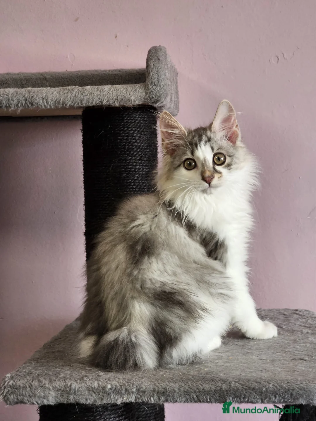Kurilean Bobtail de Pelo Largo gatos en venta: Kurilian Macho - Anuncio 11