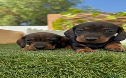 Teckel Miniatura perros en venta: TECKEL. MINIATURA - Imagen 14