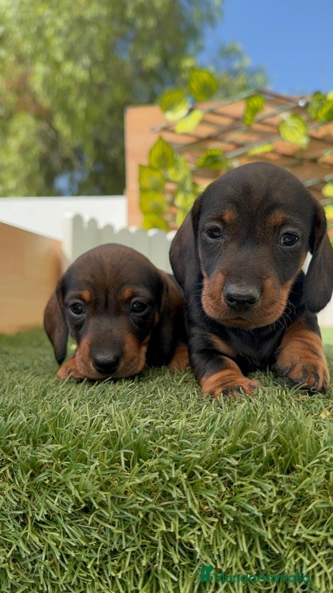 Teckel Miniatura perros en venta: TECKEL. MINIATURA - Imagen 14