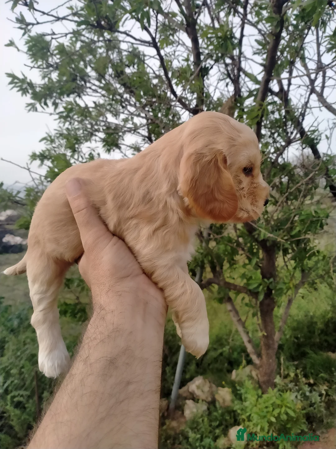 Cocker Spaniel Inglés perros en venta: Cocker dorados - Anuncio 2