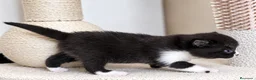 Británico de Pelo Corto gatos en venta: PRECIOSO BRITISH SHORTHAIR BICOLOR NEGRO - Anuncio 2