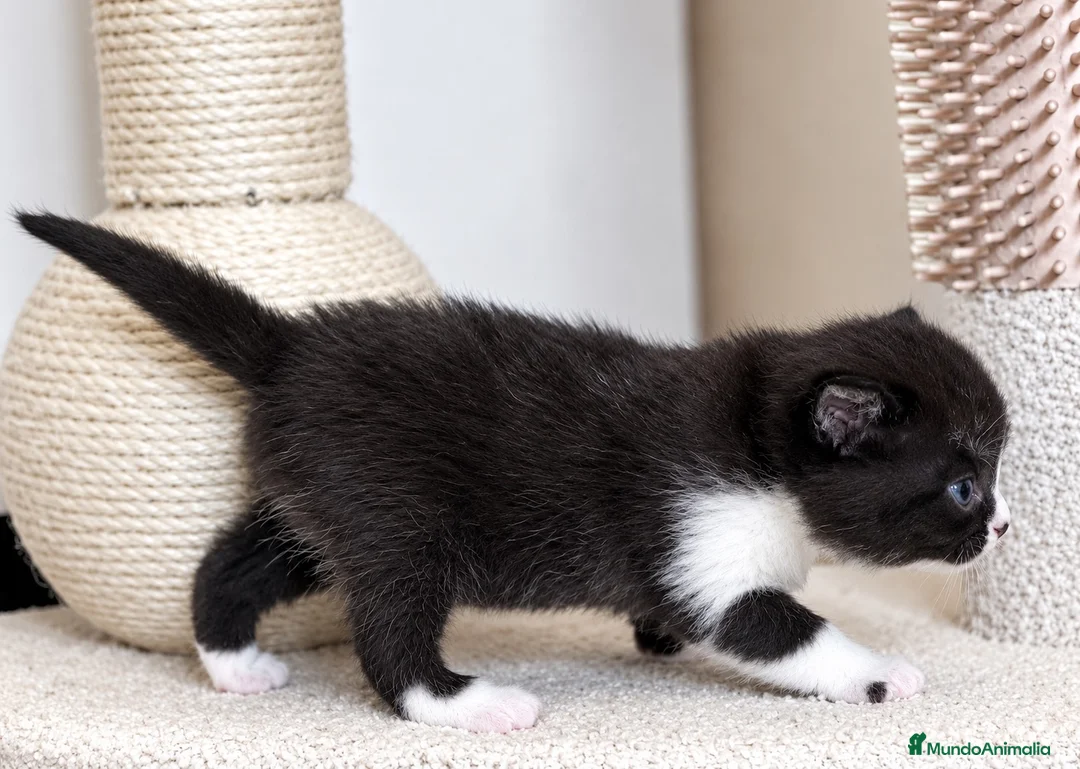 Británico de Pelo Corto gatos en venta: PRECIOSO BRITISH SHORTHAIR BICOLOR NEGRO - Anuncio 2