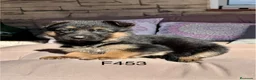 Pastor Alemán perros en venta: PASTOR ALEMANY - Anuncio 3
