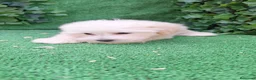 Maltipoo perros en venta: Maltipoo  - Anuncio 5