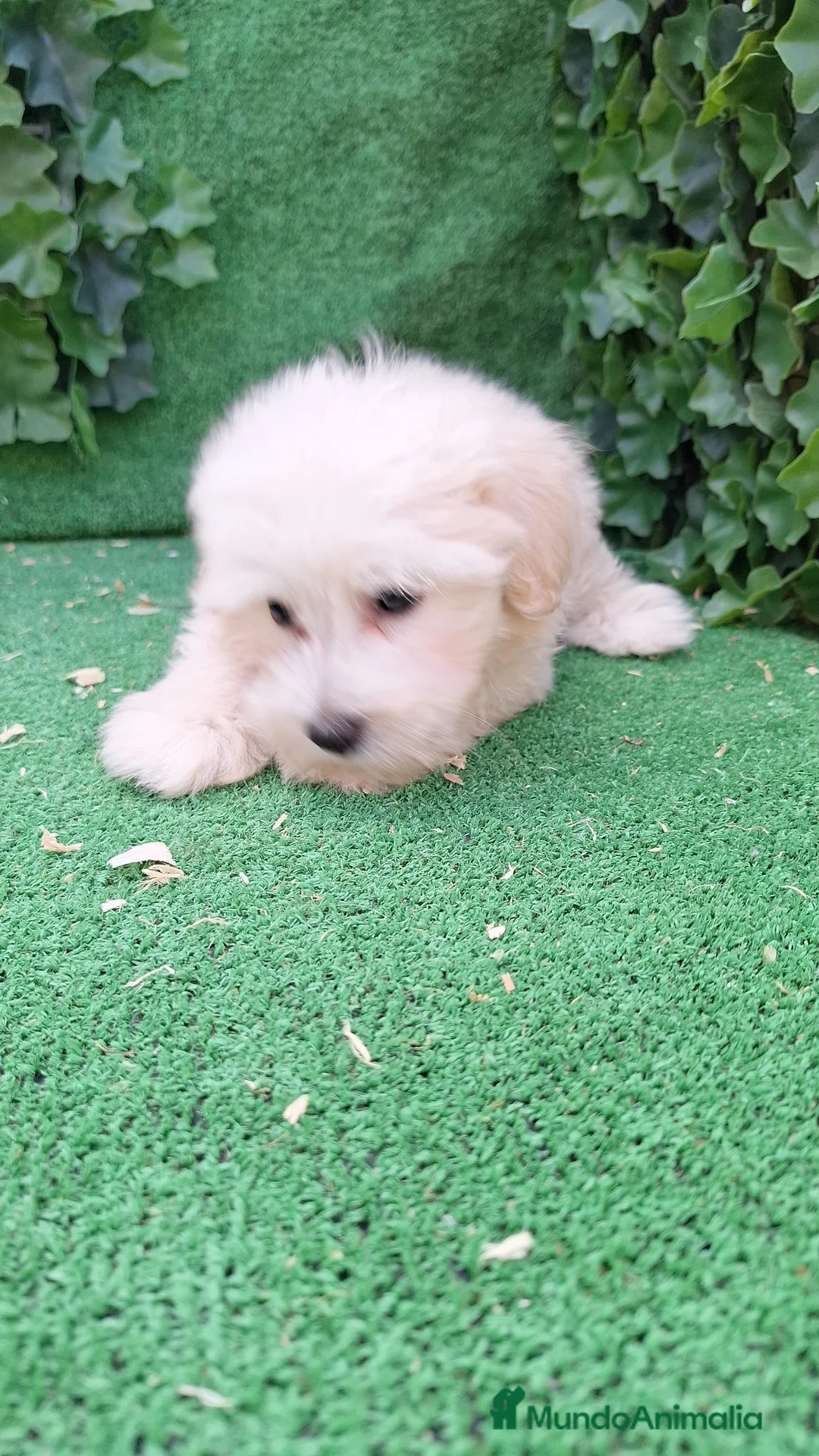 Maltipoo perros en venta: Maltipoo  - Anuncio 5